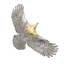 中イーグル 画像