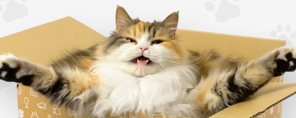 メルカリ専用段ボールに猫が入っている画像