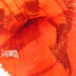 プリーツプリーズ PP81-AG032 プリーツ加工 チャイナ 龍 柄 巾着 買取実績 画像